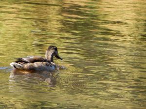 image204
